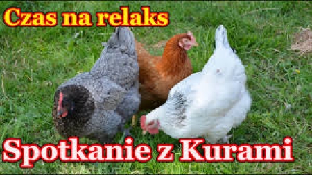 Spotkanie z kurami
